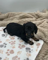 Douglas, a male Miniature Dachshund for sale in Bourbon, IN – 7 of 7