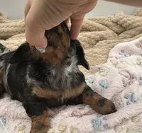 Delilah , a female Miniature Dachshund for sale in Bourbon, IN – 3 of 8