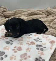 Douglas, a male Miniature Dachshund for sale in Bourbon, IN – 6 of 7