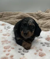 Don, a male Miniature Dachshund for sale in Bourbon, IN – 2 of 10