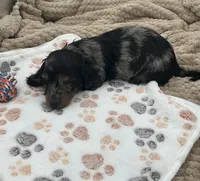 DJ, a male Miniature Dachshund for sale in Bourbon, IN – 2 of 7