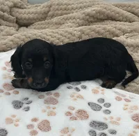 Douglas, a male Miniature Dachshund for sale in Bourbon, IN – 3 of 7
