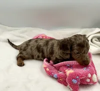 Mazzie, a female Miniature Dachshund for sale in Bourbon, IN – 4 of 7