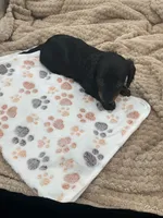 Dillon, a male Miniature Dachshund for sale in Bourbon, IN – 4 of 5