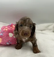 Mazzie, a female Miniature Dachshund for sale in Bourbon, IN – 3 of 7