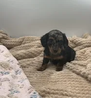 Delilah , a female Miniature Dachshund for sale in Bourbon, IN – 1 of 8