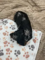 Don, a male Miniature Dachshund for sale in Bourbon, IN – 8 of 10