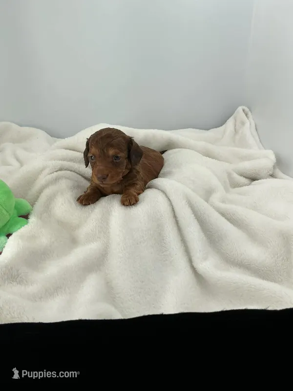 Twig – Miniature Dachshund puppy for sale in Plymouth, IN