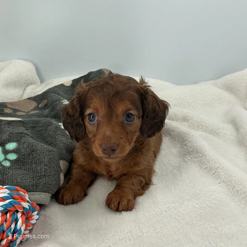 Twig – Miniature Dachshund puppy for sale in Plymouth, IN