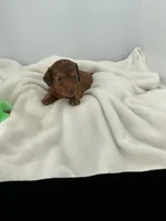 Twig, a male Miniature Dachshund for sale in Plymouth, IN – Photo 3 of 6