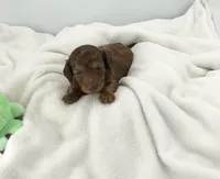 Twig, a male Miniature Dachshund for sale in Plymouth, IN – Photo 6 of 6