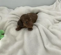 Twig, a male Miniature Dachshund for sale in Plymouth, IN – Photo 5 of 6