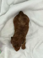 Twig, a male Miniature Dachshund for sale in Plymouth, IN – Photo 4 of 6