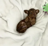 Twig, a male Miniature Dachshund for sale in Plymouth, IN – Photo 2 of 6