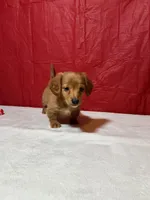 Heartly, a male Miniature Dachshund for sale in Plymouth, IN – Photo 2 of 5