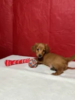 Heartly, a male Miniature Dachshund for sale in Plymouth, IN – Photo 5 of 5