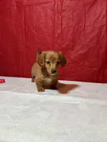 Heartly, a male Miniature Dachshund for sale in Plymouth, IN – Photo 4 of 5