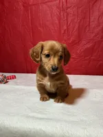 Heartly, a male Miniature Dachshund for sale in Plymouth, IN – Photo 3 of 5