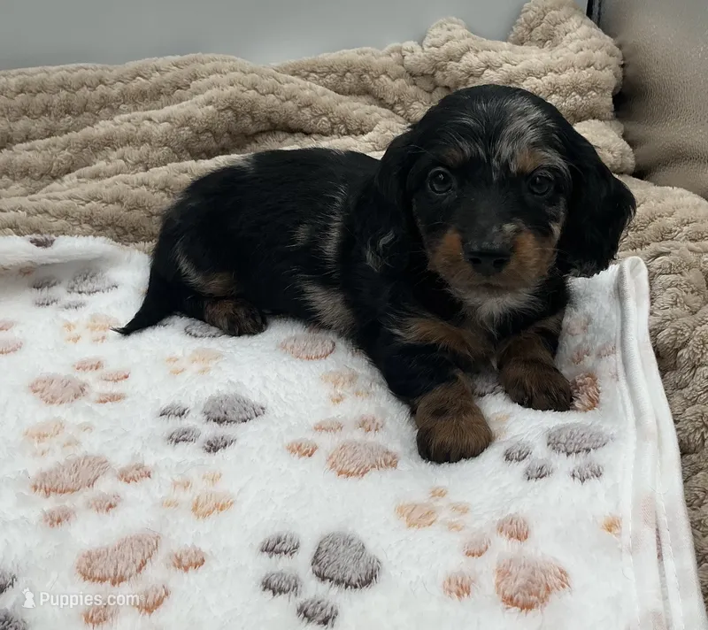 Don – Miniature Dachshund puppy for sale in Bourbon, IN