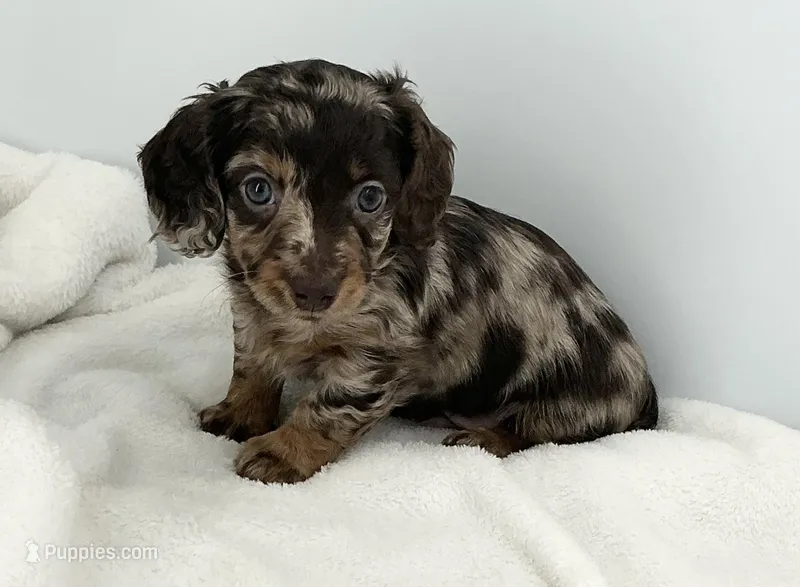 Thunder – Miniature Dachshund puppy for sale in Plymouth, IN