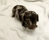 Thunder, a male Miniature Dachshund for sale in Plymouth, IN – Photo 3 of 5