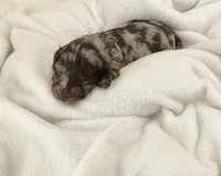 Thunder, a male Miniature Dachshund for sale in Plymouth, IN – Photo 4 of 5