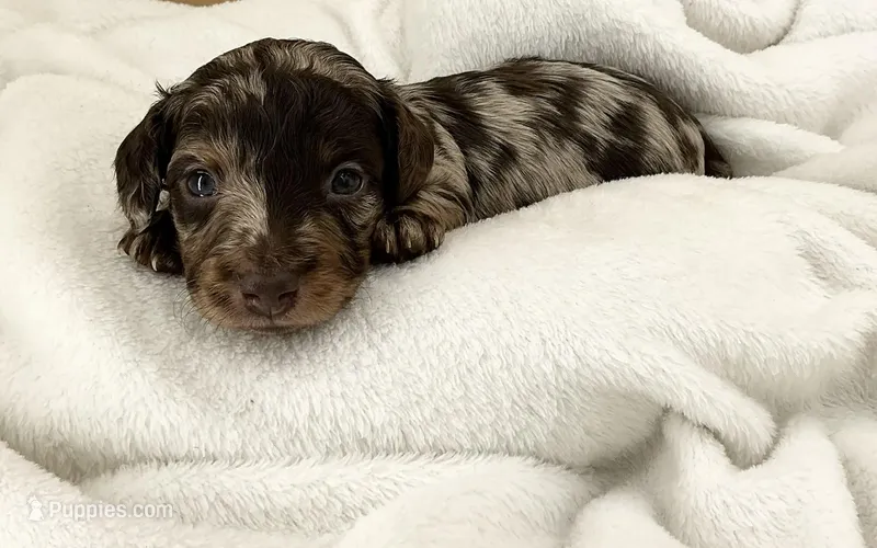 Thunder – Miniature Dachshund puppy for sale in Plymouth, IN