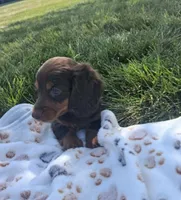 Hershy, a male Miniature Dachshund for sale in Bourbon, IN – 4 of 5