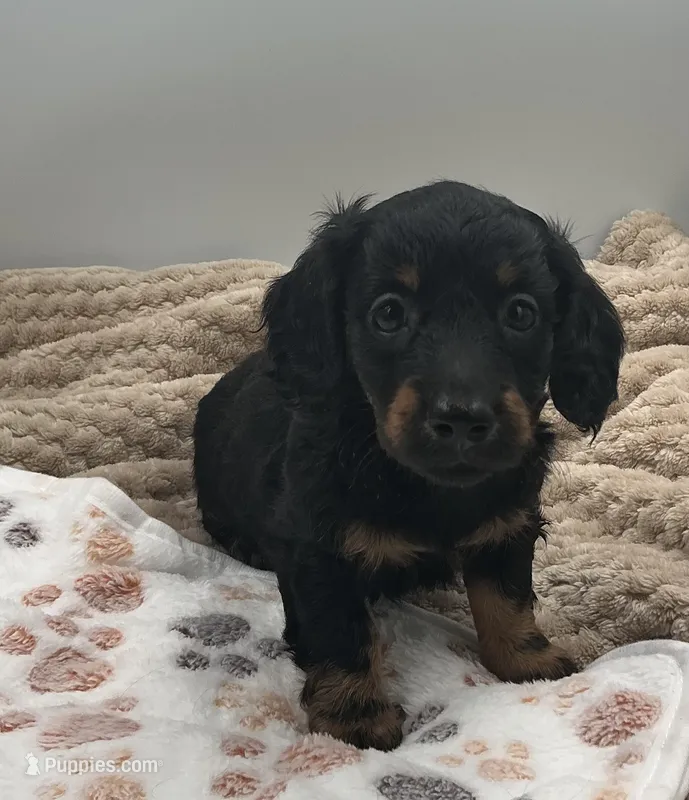 Douglas – Miniature Dachshund puppy for sale in Bourbon, IN
