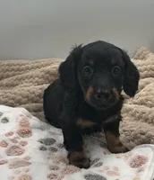 Douglas, a male Miniature Dachshund for sale in Bourbon, IN – 1 of 7