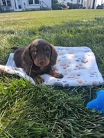 Reese , a female Miniature Dachshund for sale in Bourbon, IN – 3 of 7
