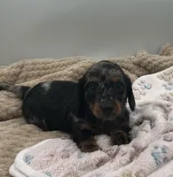 Delilah , a female Miniature Dachshund for sale in Bourbon, IN – 6 of 8