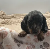 Damion, a male Miniature Dachshund for sale in Bourbon, IN – 3 of 5