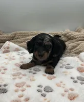 Don, a male Miniature Dachshund for sale in Bourbon, IN – 4 of 10