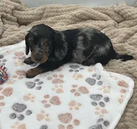 DJ, a male Miniature Dachshund for sale in Bourbon, IN – 5 of 7