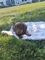 Reese , a female Miniature Dachshund for sale in Bourbon, IN – 5 of 7