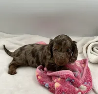 Mazzie, a female Miniature Dachshund for sale in Bourbon, IN – 5 of 7