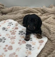 Douglas, a male Miniature Dachshund for sale in Bourbon, IN – 5 of 7