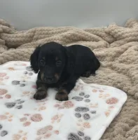 Douglas, a male Miniature Dachshund for sale in Bourbon, IN – 4 of 7