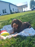 Reese , a female Miniature Dachshund for sale in Bourbon, IN – 4 of 7