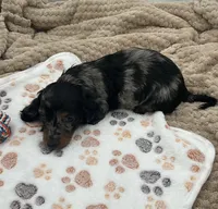 DJ, a male Miniature Dachshund for sale in Bourbon, IN – 1 of 7