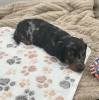 DJ, a male Miniature Dachshund for sale in Bourbon, IN – 3 of 7