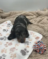DJ, a male Miniature Dachshund for sale in Bourbon, IN – 4 of 7