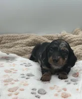 Don, a male Miniature Dachshund for sale in Bourbon, IN – 7 of 10