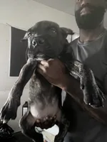 Phoebe (Green Collar), a female Cane Corso for sale in Saint Louis, MO – 4 of 9