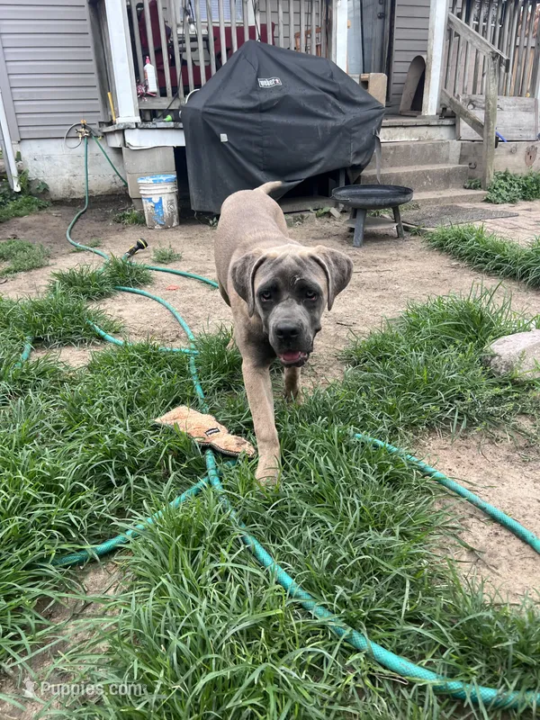 Pebbles – Cane Corso puppy for sale in Saint Louis, MO