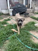 Pebbles, a female Cane Corso for sale in Saint Louis, MO – 1 of 5