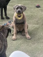 Pebbles, a female Cane Corso for sale in Saint Louis, MO – 2 of 5