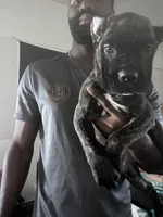 Phoebe (Green Collar), a female Cane Corso for sale in Saint Louis, MO – 3 of 9