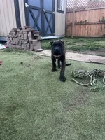 Phoebe (Green Collar), a female Cane Corso for sale in Saint Louis, MO – 8 of 9